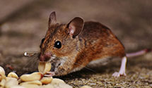 24 Hour & Emergency Exterminators in Klines Corner, PA